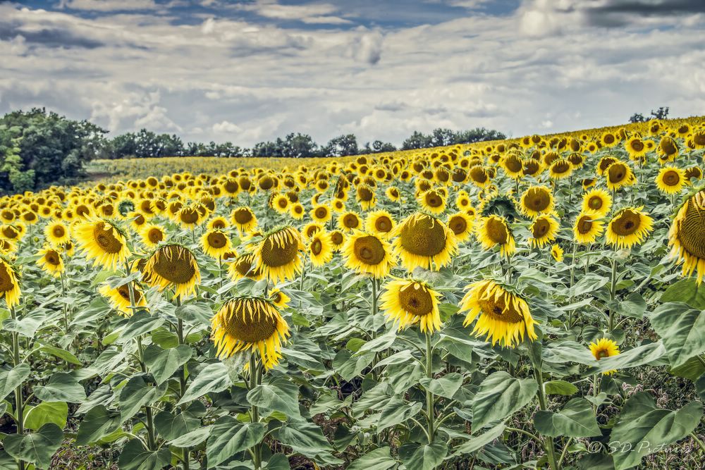 WEB France Sonnenblumen